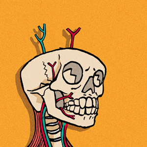 illustration of an anatomical dissection
